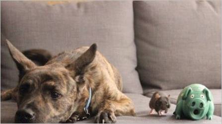 Kompatibilnost pasa i štakora