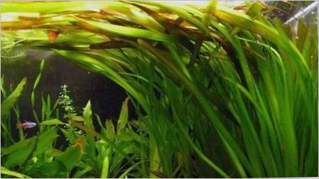 Akvarij biljka Valisneria: slijetanje, njegu i sadržaj