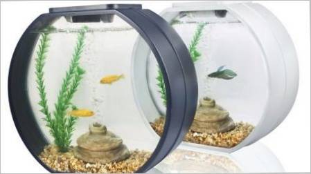 Akvarij za početnike: izbor akvarija i riba, karakteristike njege