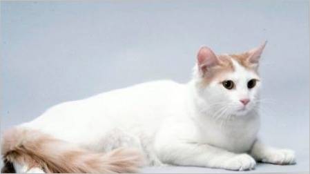 Anatolijske mačke: opis pasmine, značajke sadržaja