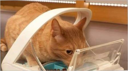 Automatski mačka hranilice: vrste, pravila izbora i proizvodnja