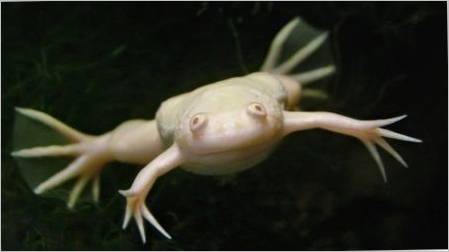 Bijeli akvarij žaba: opis i preporuke za sadržaj