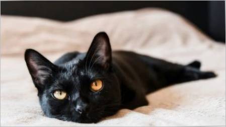Bombay Mačke: Karakteristike, izbor, pravila o njegu