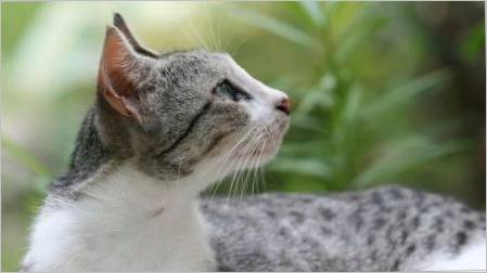Brazilska kratkodlaka mačka: opis pasmina i značajke sadržaja