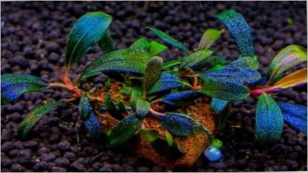 Bucalandra: sorte, sadržaj u akvariju i skrbi