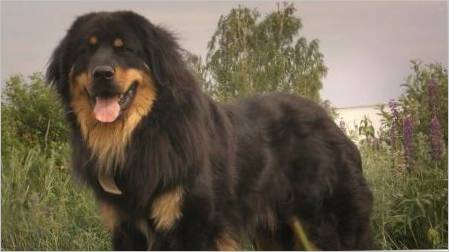 Buryat Mongol Wolfhounds: pasmine povijesti, temperament, odaberite imena, osnove njege