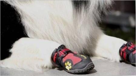 Cipele za pse: vrste i preporuke za odabir