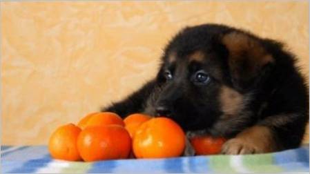 Citrus za pse: Je li moguće dati, kakva je korist i šteta?
