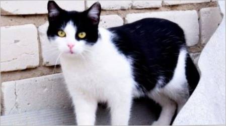 Crno-bijele mačke: ponašanje i zajedničke pasmine