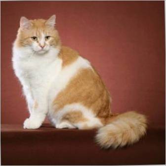Crvena sibirska mačka: karakteristike pasmine i sadržaj