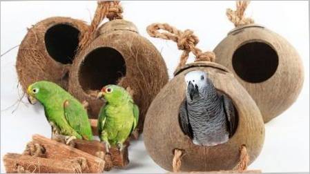 Dom i gnijezdo za Papige: Značajke izbor, zahtjevi, Proizvodnja Pravila