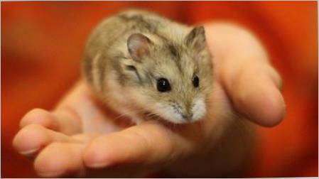 Dzhungarian Hamster: Opis, hranjenje i savjete za njegu