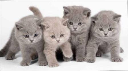 Hrana za britanske mačiće: vrste i značajke izbora