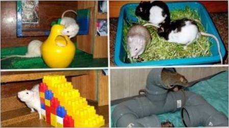 Igračke za štakore: vrste, savjeti za odabir i stvaranje