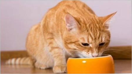 Je li moguće hraniti mačku suhu i vlažnu hranu u isto vrijeme?