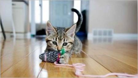 Kako napraviti igračku za mačku učiniti sami?