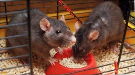 Kako odabrati hranu za dekorativne štakore?