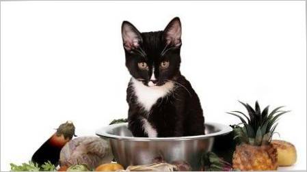Kako odabrati vegetarijansku i vegansku hranu za mačke?