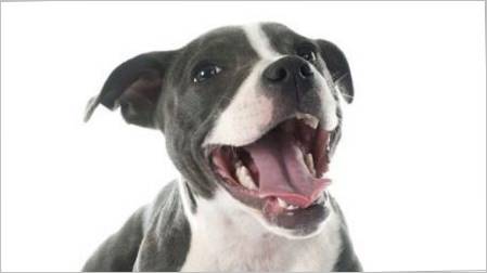Kako odrediti starost pasa u zubima?