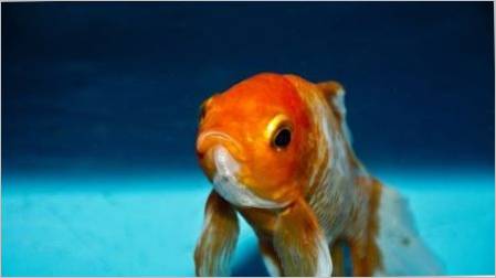 Kako razlikovati ženske zlatne ribice od muškarca?