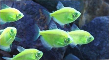 Karamel-a Ternation: Akvarij riba sadržaj i brige za nju