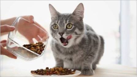 Koliko puta dnevno treba hraniti mačku i ono što ovisi?
