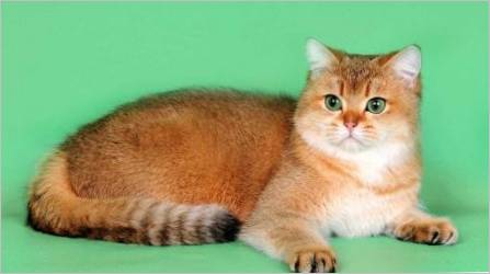 Škotska mačka Zlatna boja: Karakteristike i značajke skrbi