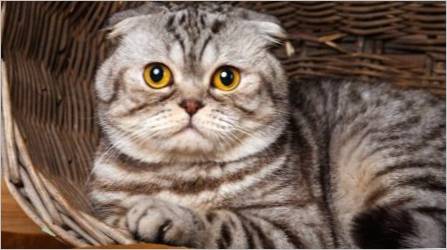 Škotski mramorne mačke: Značajke boja, opis razmnika i njege suptilnosti