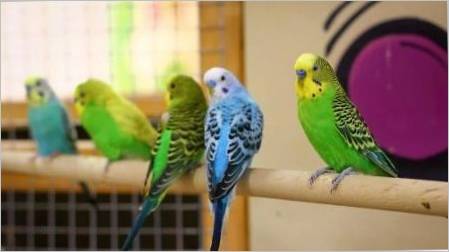 Mali papige: pogleda koliko živi i kako se brine?
