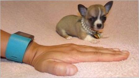 Micro Chihuahua: Koji psi izgledaju i kako ih zadržati?
