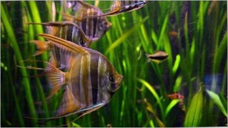 Mirna akvarijska riba: opis i izbor