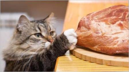Može li mačka hraniti sirovo meso i koja ograničenja postoje?