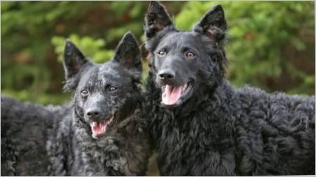 Moody: Karakteristike psa pasmine, značajke skrbi za njih
