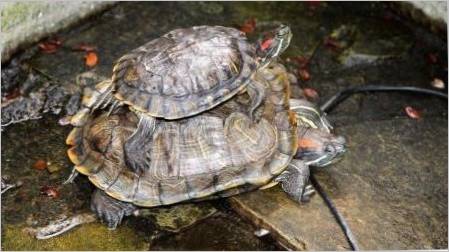 Na koje veličine i koliko brzo raste crvena kornjača kod kuće?