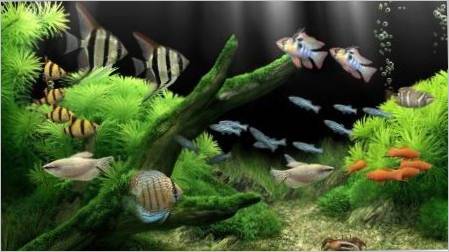 Najiskretnije akvarijske ribe: sorte, izbor i briga