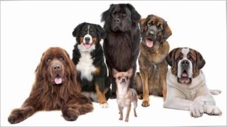 Najjači psi na svijetu: savjeti za pregled i odabir