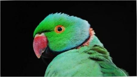 Ogrlica papige: vrste, sadržaj i uzgoj