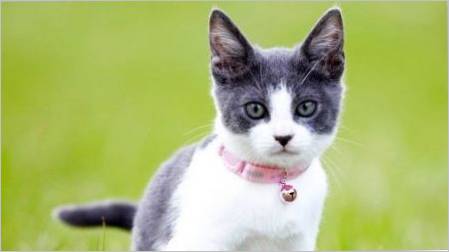 Ovrat za mačke: vrste, izbor i značajke upotrebe