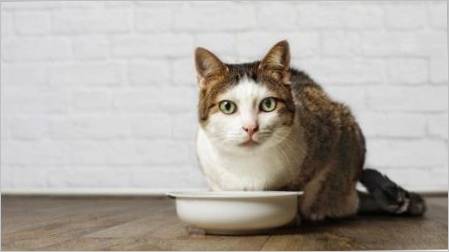 Parehomi za mačke: Svrha, savjeti za odabir i kuhanje