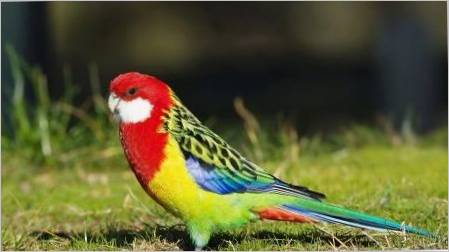 Parrot Rosela: Opis, vrste, pravila sadržaja
