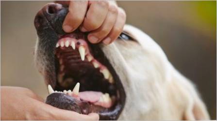 Pas's Zubi: Količina, struktura i skrb