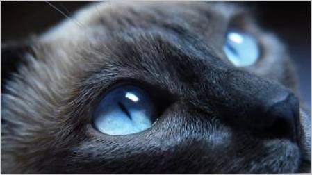 Pasmina mačke s plavim očima