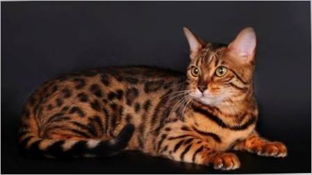 Pasmine mačke i mačke u tigar boje i njihov sadržaj