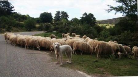 Pastir psi: podrijetlo, opis i savjeti za odabir