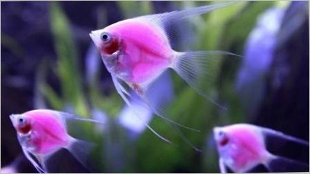 Pink Aquarium Fish: Pregled preporuka vrsta i skrbi
