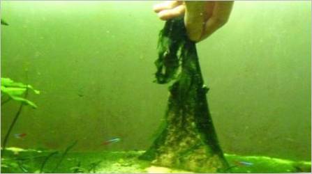 Plavo-zelene alge u akvariju: uzroci i načini borbe