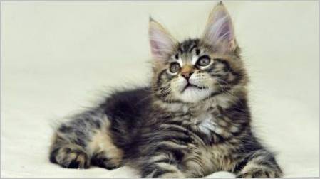 Preporuke za Maine Coon