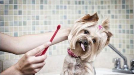 Preporuke za odabir paste za zube za pse