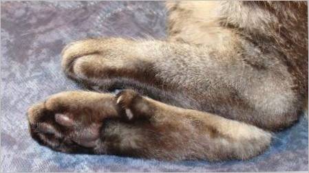 Prsti u mačaka: njihove funkcije i količinu