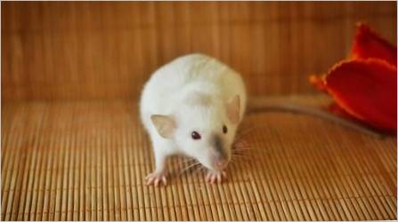 Sijamski štakor: značajke i njegu kod kuće